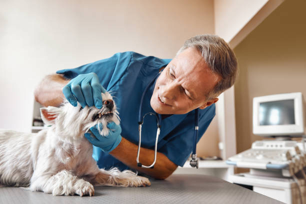Best Weekend Emergency Dentist in Layhill, MD